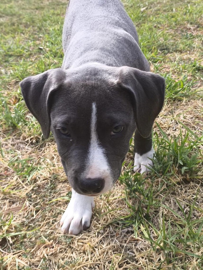 Thieves brazenly steal young puppy from Perth home 
