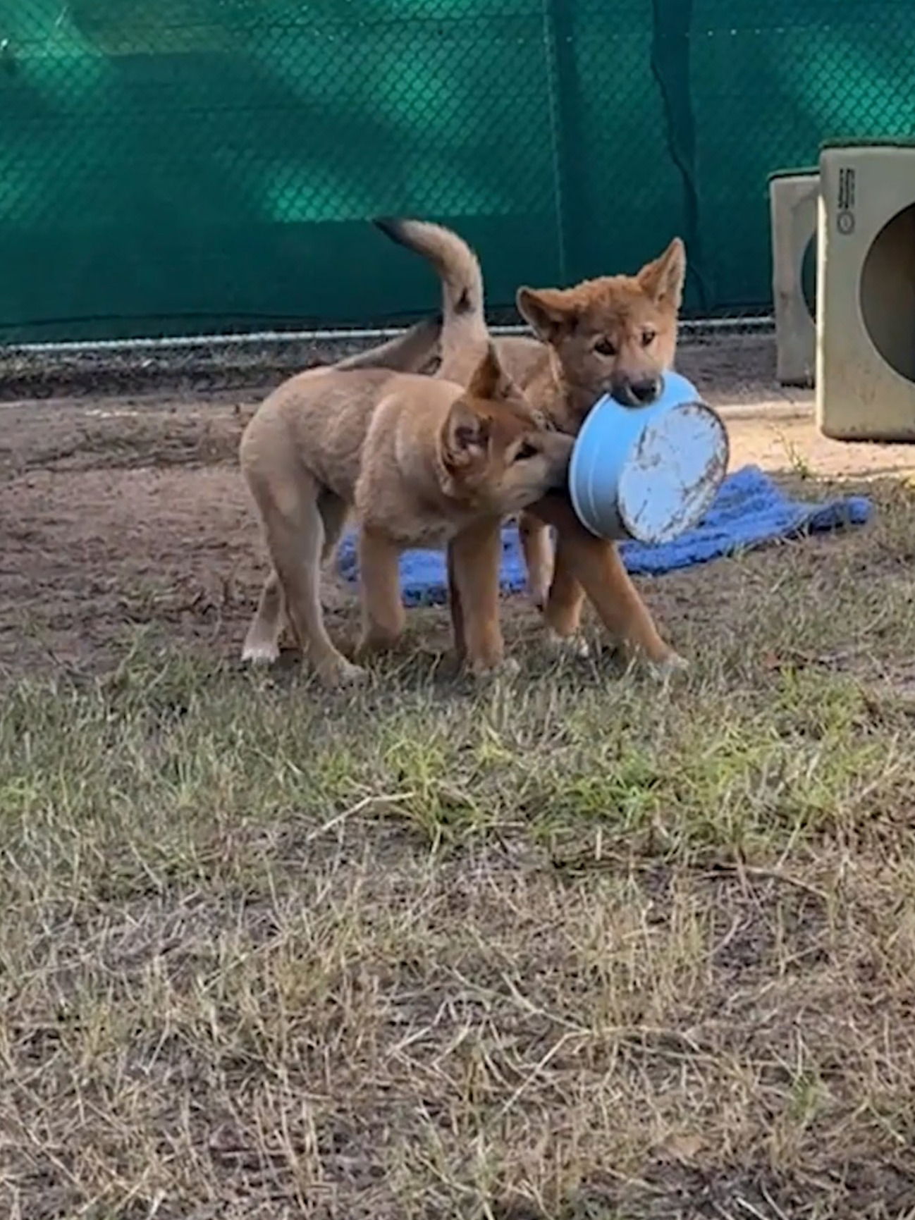 DINGO DUO: Adorable sibling puppies move in to Perth Zoo