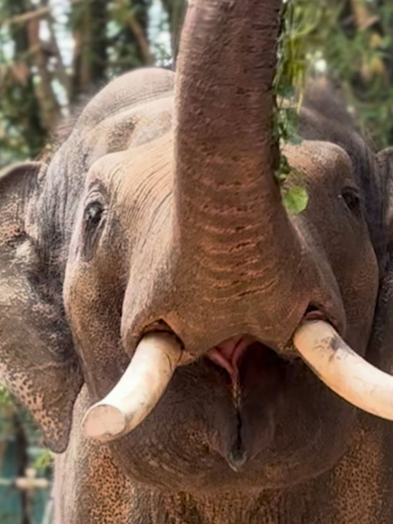 Last World Elephant day for beloved Perth Zoo beast