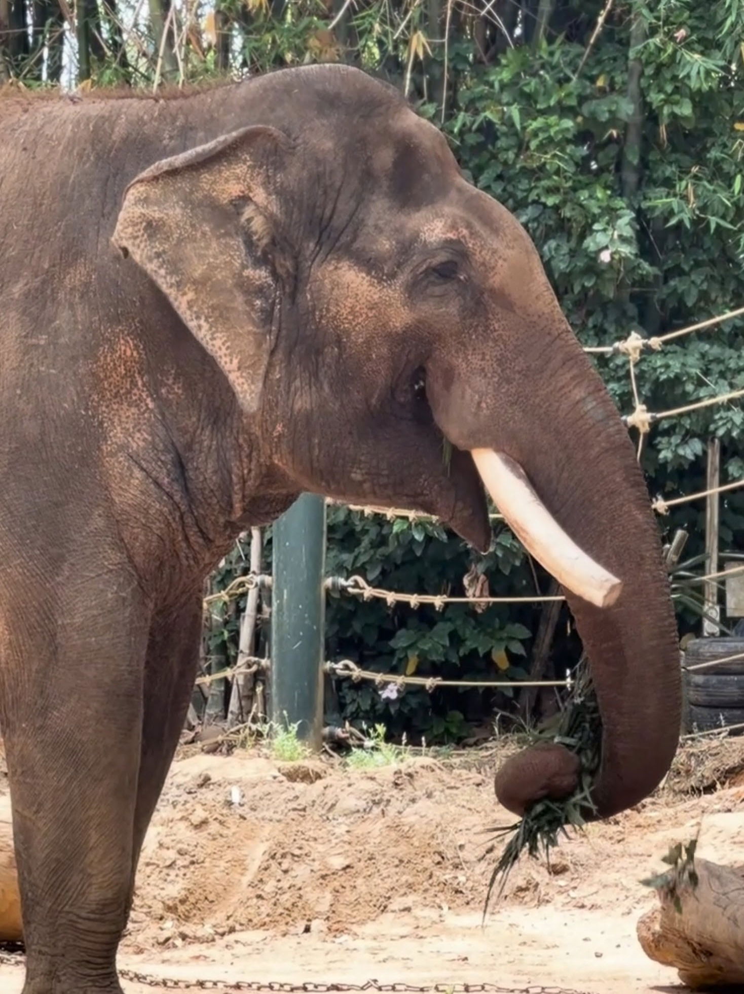 Last World Elephant day for beloved Perth Zoo beast